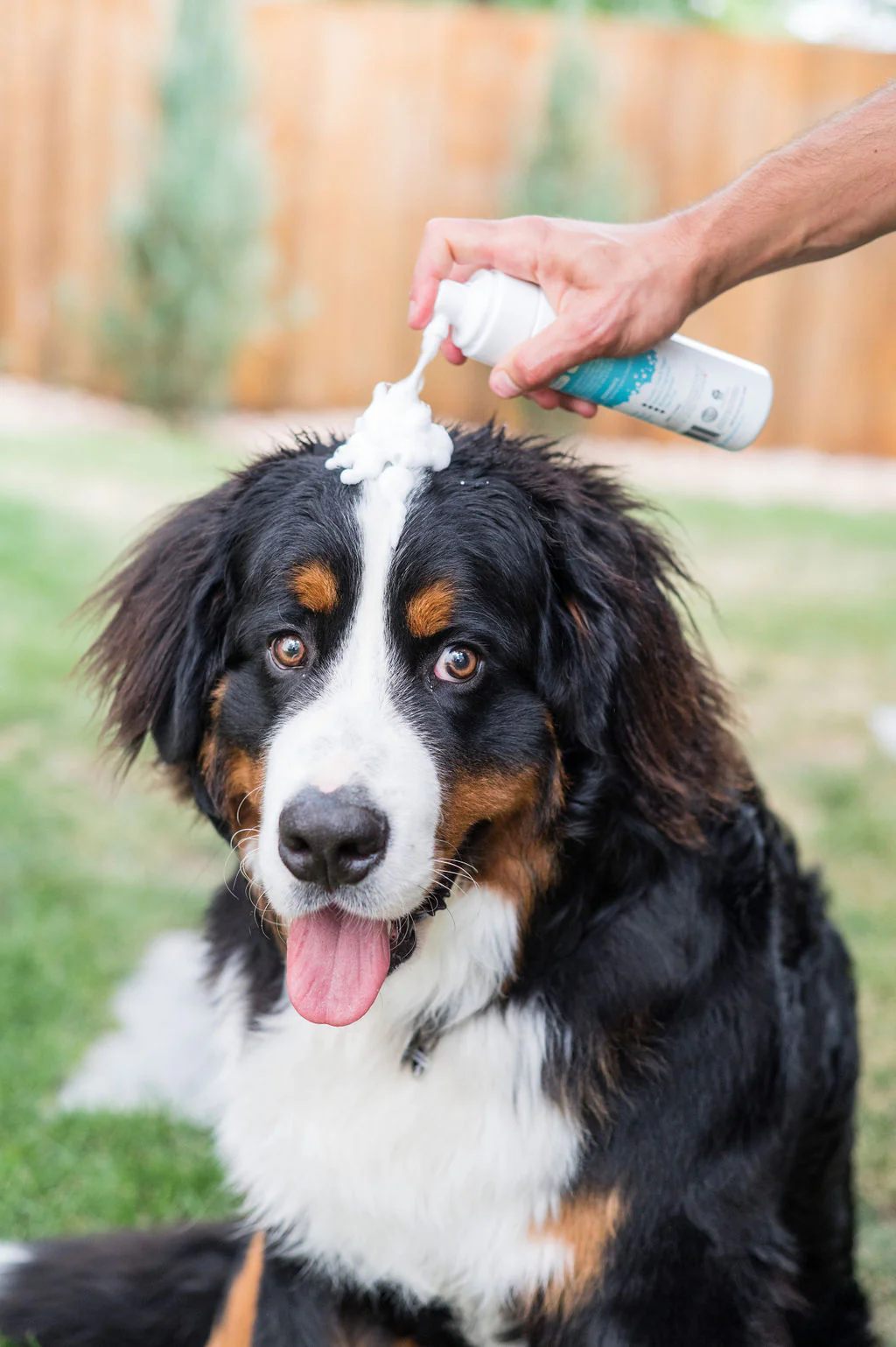 Waterless Foam Pet Shampoo - Image 5