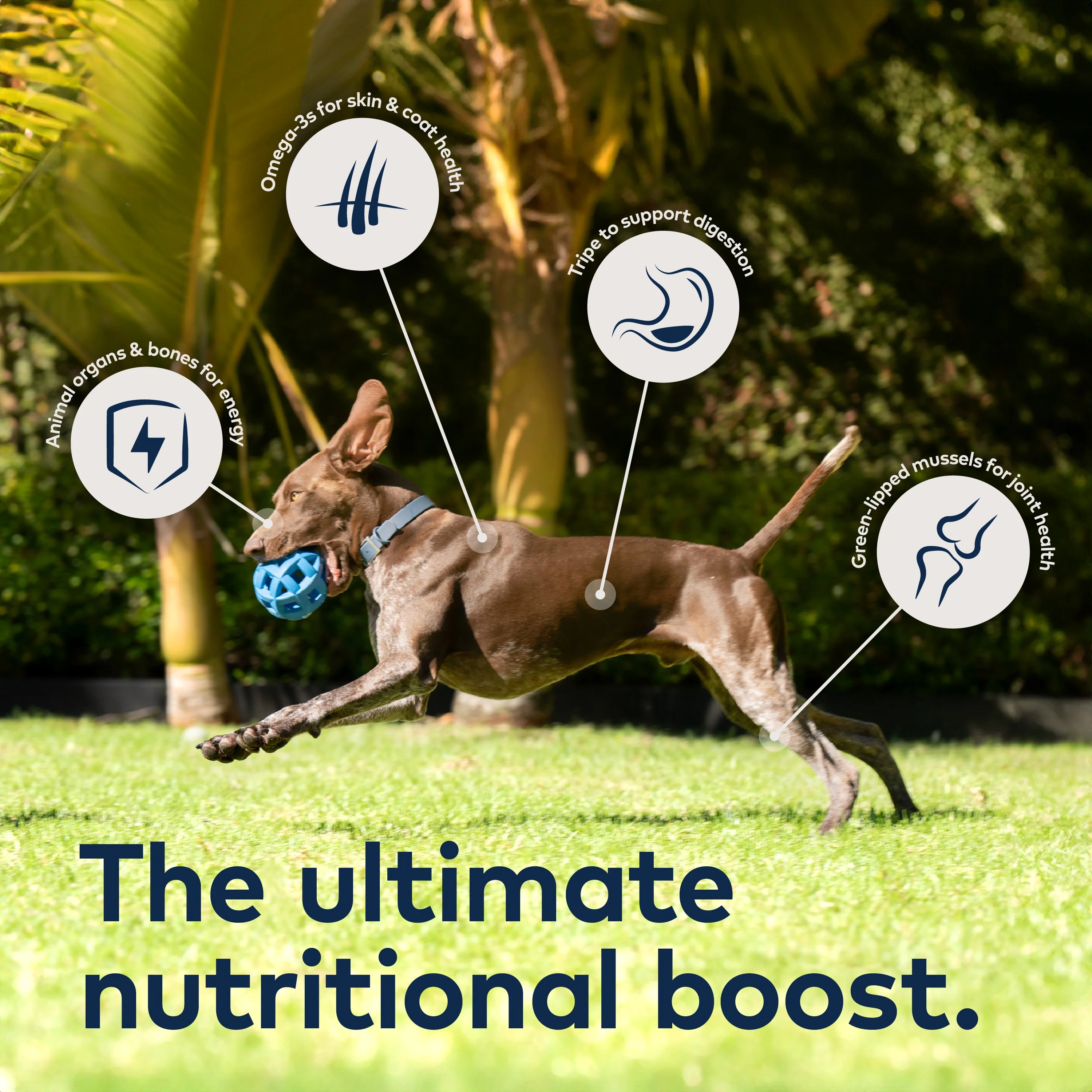 Canned Wet Dog Food – All Natural, High Protein, Grain Free, Limited Ingredient, with Superfoods - Image 4