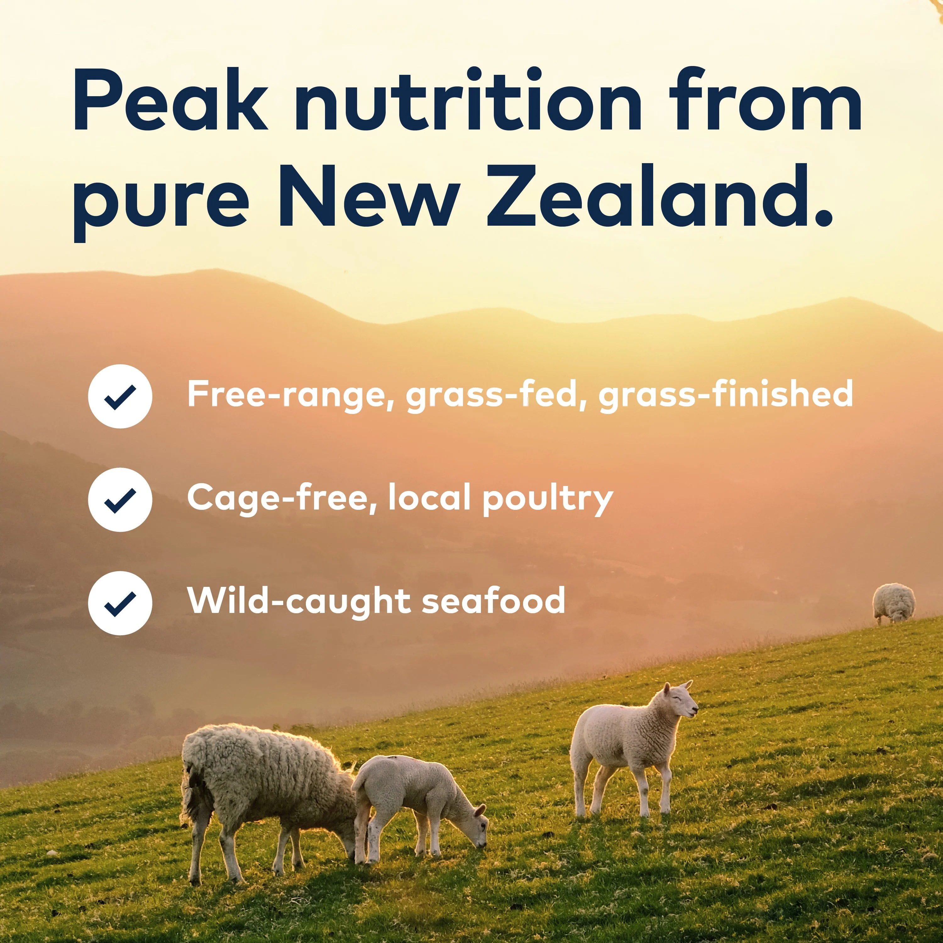 Canned Wet Dog Food – All Natural, High Protein, Grain Free, Limited Ingredient, with Superfoods - Image 7
