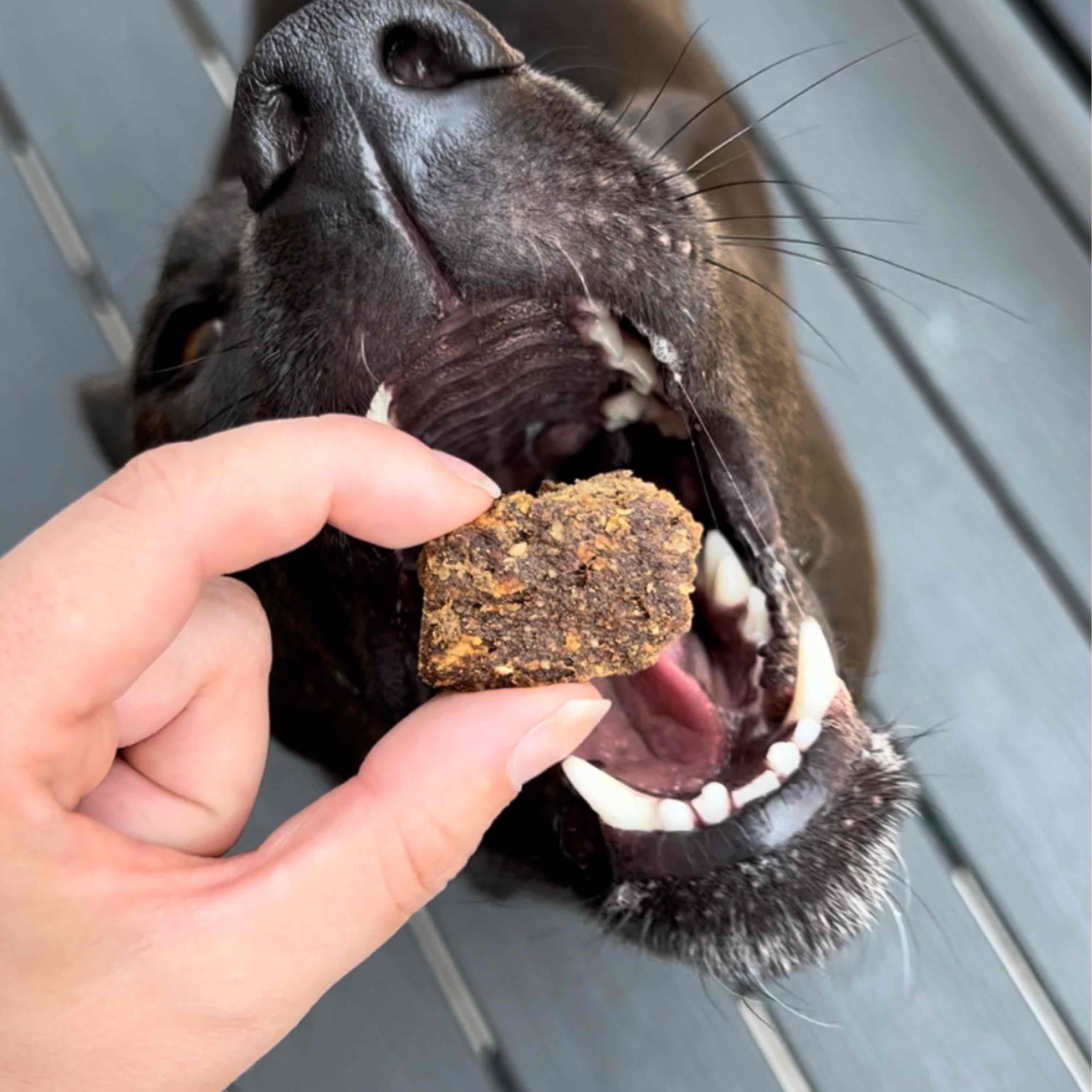 Wild-Caught Fish & Pumpkin Dog Treats - Image 4